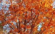 九游网页版 -辽东鲸鲨队鏖战陇右黑豹队，高尔夫巡回赛险胜，核心复出即建功。二次进攻频频奏效的简单介绍